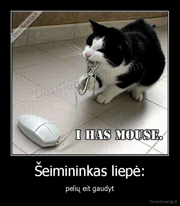 mouse