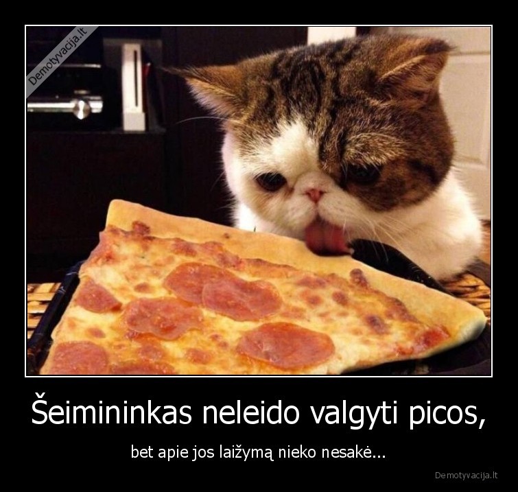 katinas,pica,laizo