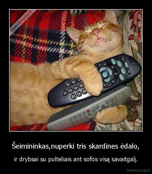 seimininkas,katinas,pultelis,sofa