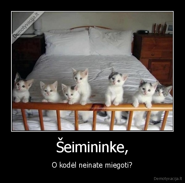 kaciukai,miegas,lova,bauda,nx, juos