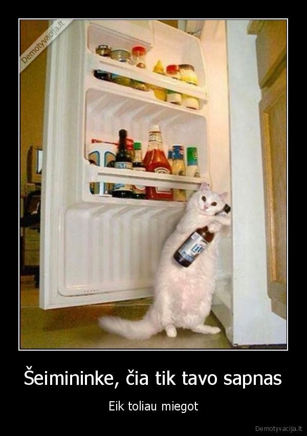 katinas, nakti,saldytuvas,alus