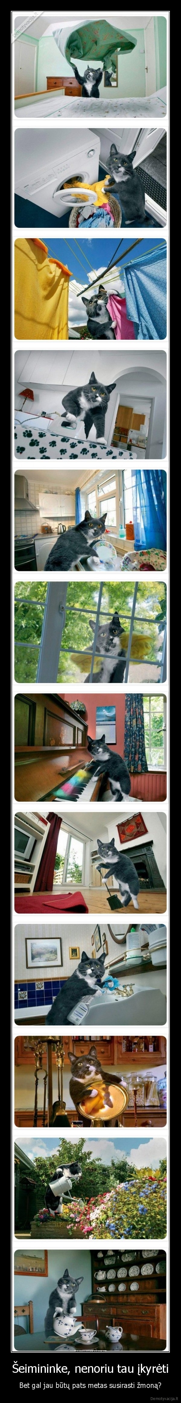 juokingas, katinas,namu, tvarkymas,geras, katinas