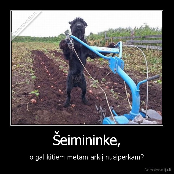 bulviakasis,suo, prie, plugo