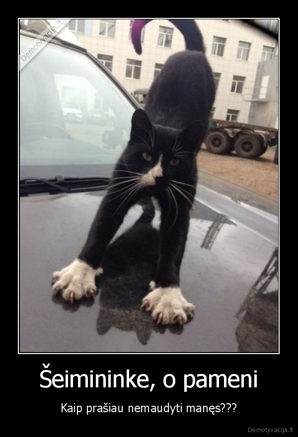 katinas,masina,subraizyti