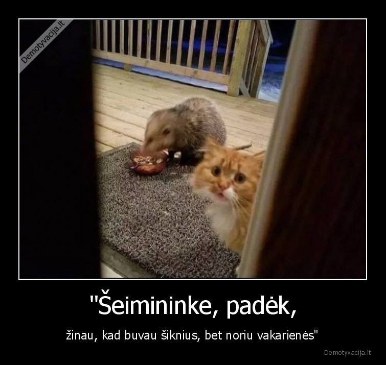 kate,katinas,opusumas