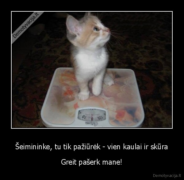 kaciukas, sveriasi,kaciukas, ant, svarstykliu