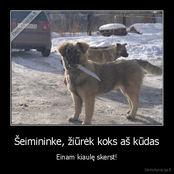 kiaules, skerdimas,suo, su, peiliu