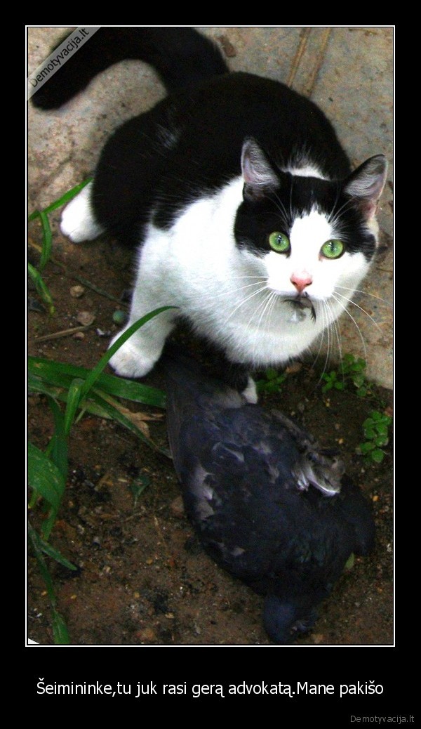 Šeimininke,tu juk rasi gerą advokatą.Mane pakišo