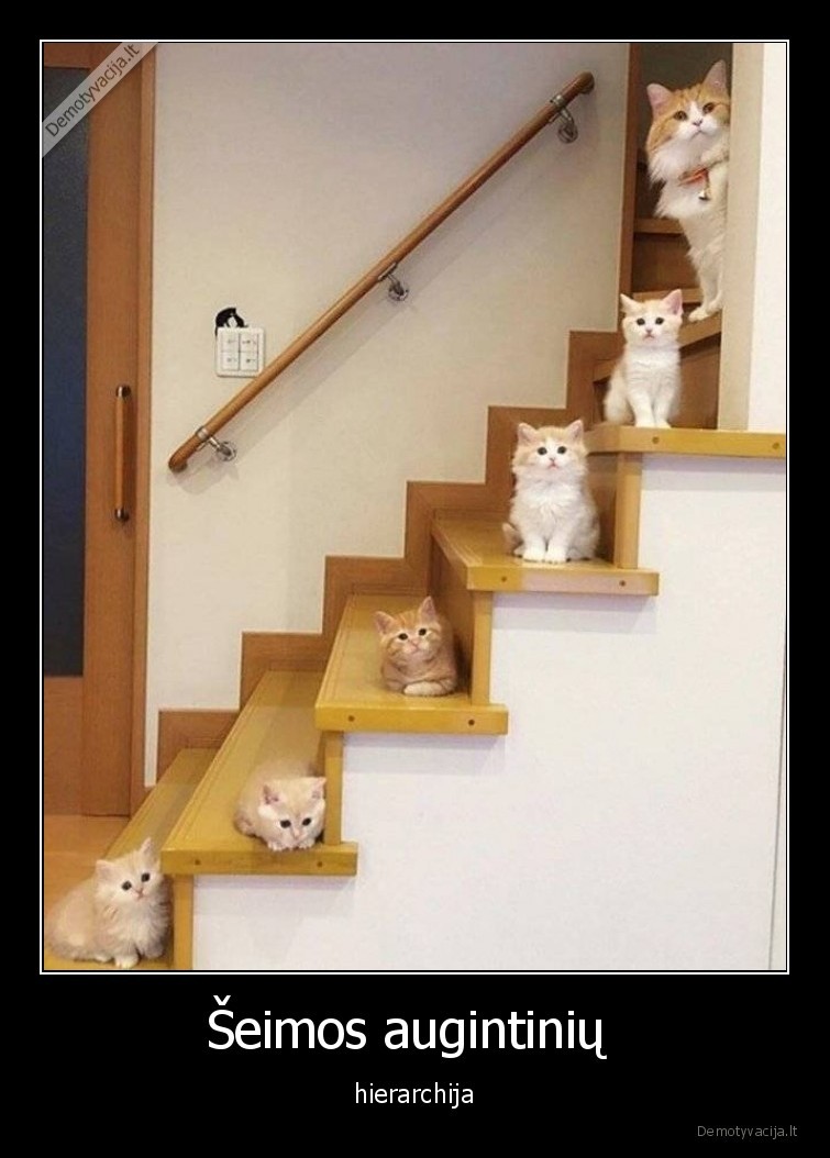 hierarchija,augintiniai,laiptai