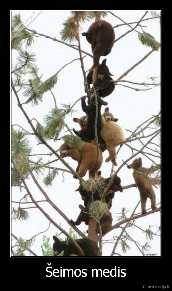 seimos,medis