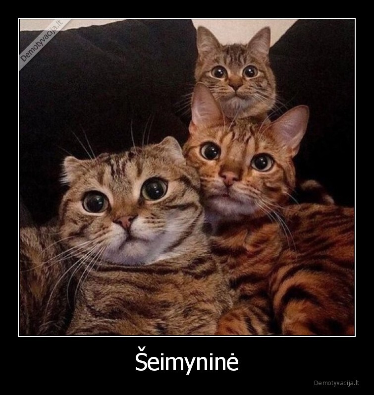 nuotrauka,seima,katinai