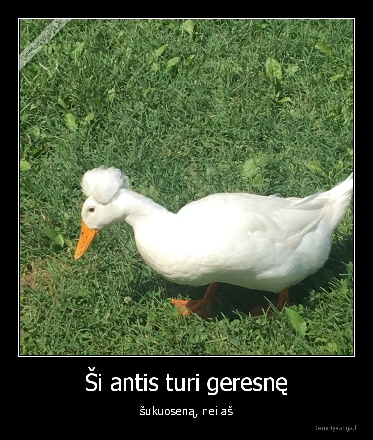 antis,sukuosena,stilius,isvaizda,gyvunai