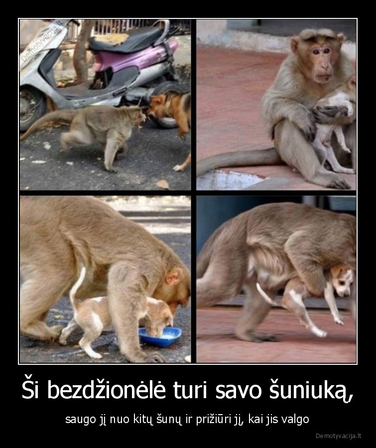 bezdzione,suniukas,priziuri,meile,mama,valgo