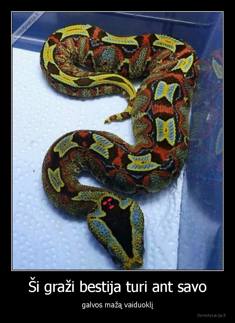 gyvate,vaiduoklis,grazu,spalvos