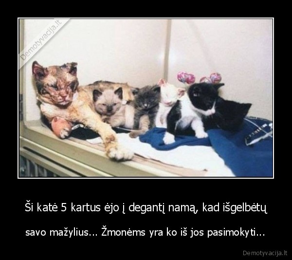 gera, mama,kate,vargse,gaisras