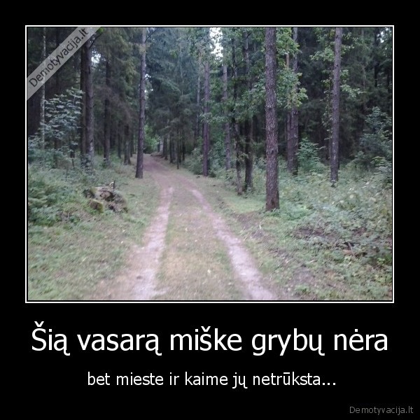 grybas,miskas,vasara,sausra