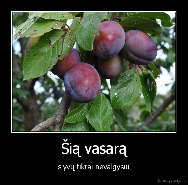 vbe,itegzaminas,slyvos,vbe2015,it2015