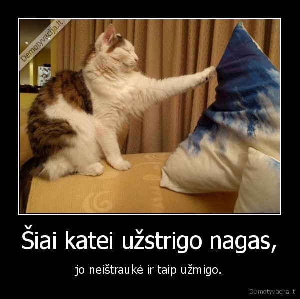 kate,katinas,nagas,miegas