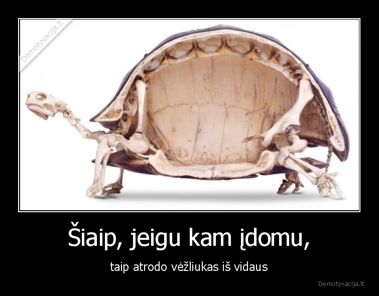 vezliukas,skeletas,vezlys,is, vidaus