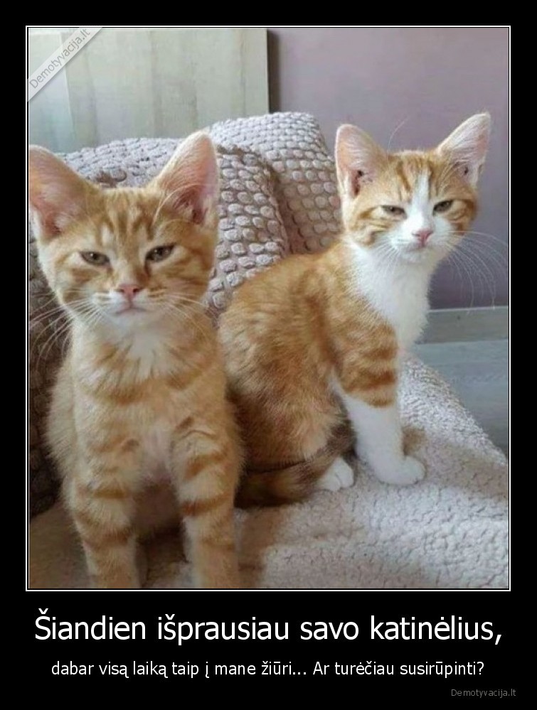 katineliai,katinai,prausiasi,nepatinka