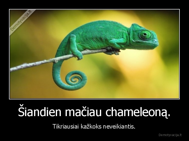 chameleonas,wtf