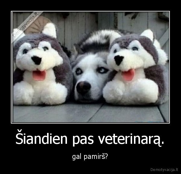 mielas, suo,juokingas, suo,suo, slepiasi