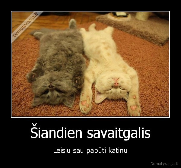 katinas,tinginys,miegantys, kaciukai