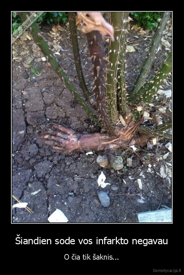 saknis,negyvelio, ranka