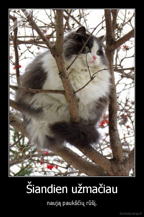 kate,katinas,paukstis