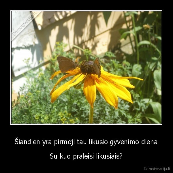 gyvenimas,diena,gele