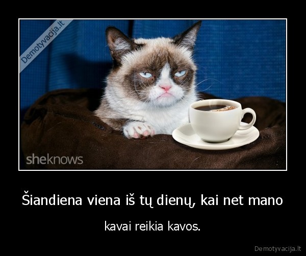kava,rytas,grumpy, cat