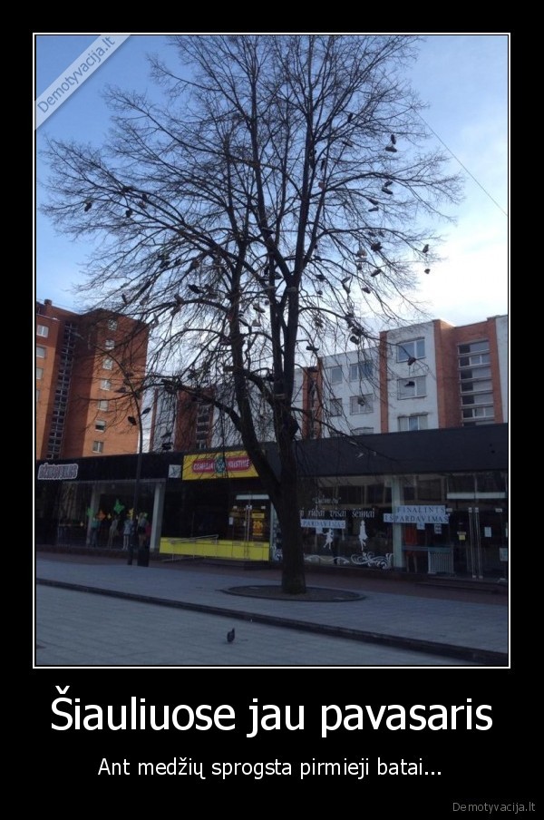 kedai,batai,medis,siauliai,sauliai,miestas,demobesalciutes