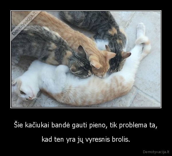 kate,kaciukai,katinas,pienas