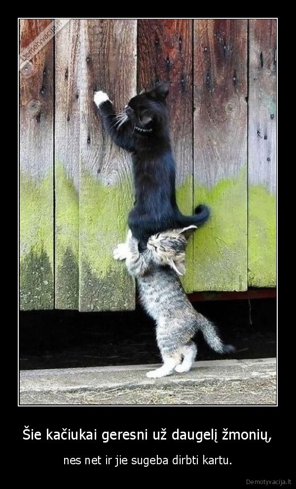 kaciukai,kate,katinas,bendradarbiavimas