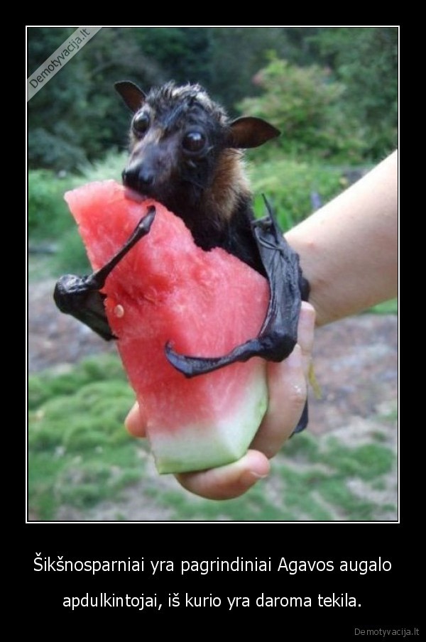 siksnosparnis,tekila,agava