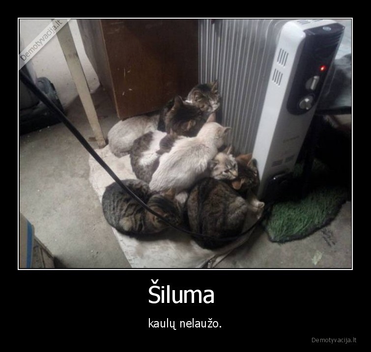 kate,katinas,katinai,kaciukai,siluma