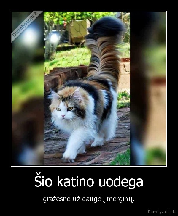 katians,uodega,mergina