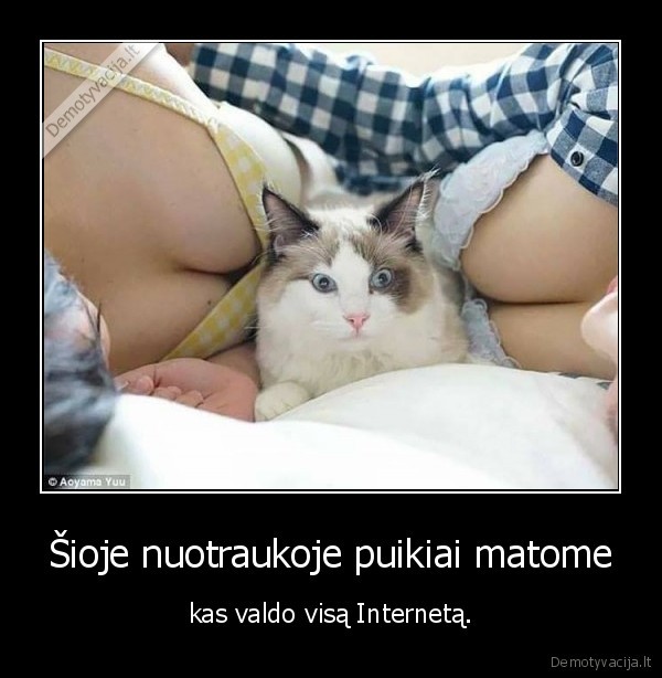 papai,katinas,kate,internetas