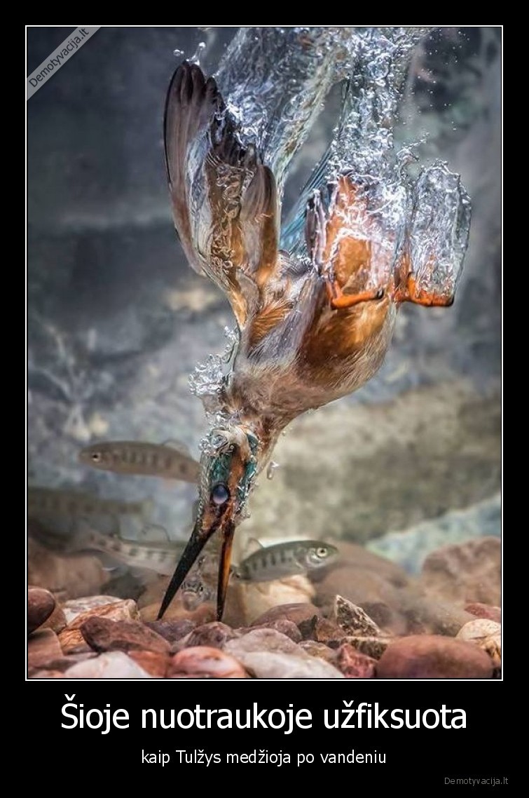 tulzis,medzioja,po, vandeniu,pauksciai,idomybes