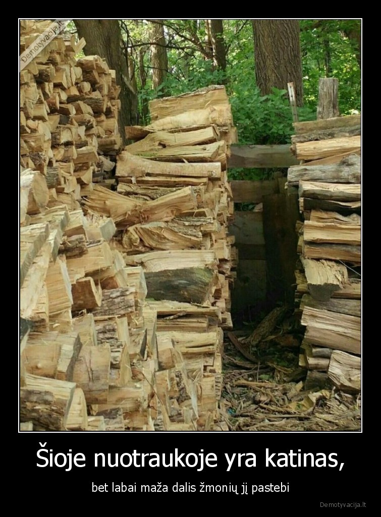 katinas,pasislepe,uzsimaskavo,kates