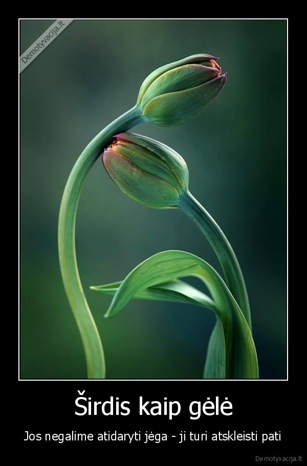 sirdis,jausmai,geles