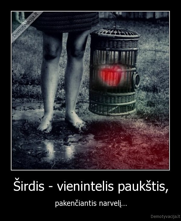 Širdis - vienintelis paukštis,