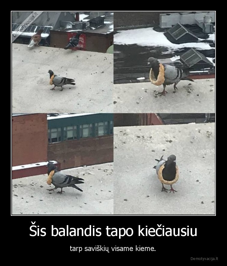 balandis,kietas,pakabukas