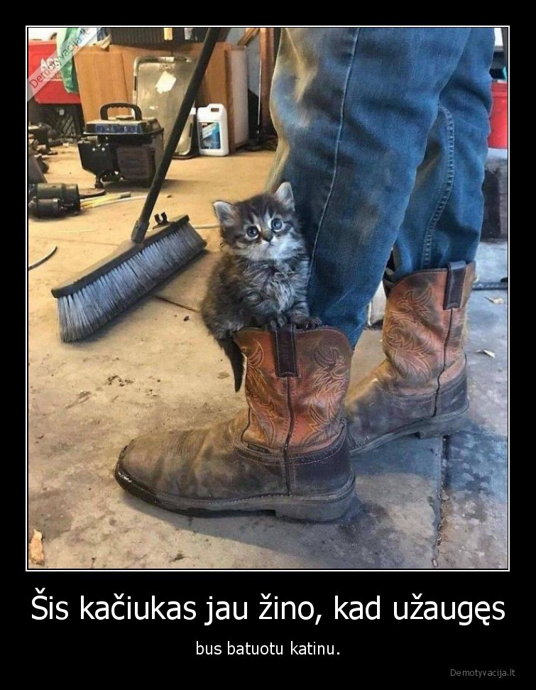 kaciukas,katinas,kate,batai