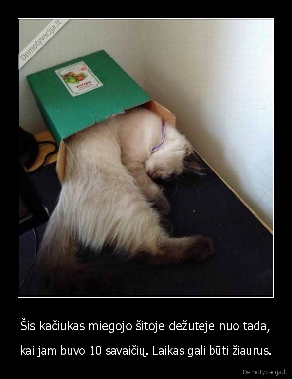 kate,katinas,kaciukas,deze,miegas