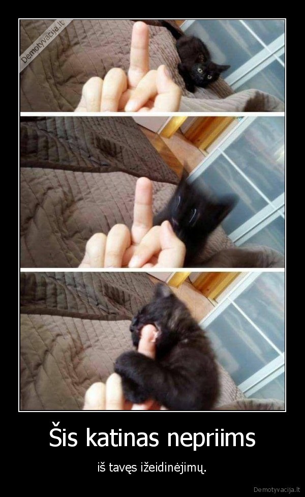 katinas,kate,izeidimas