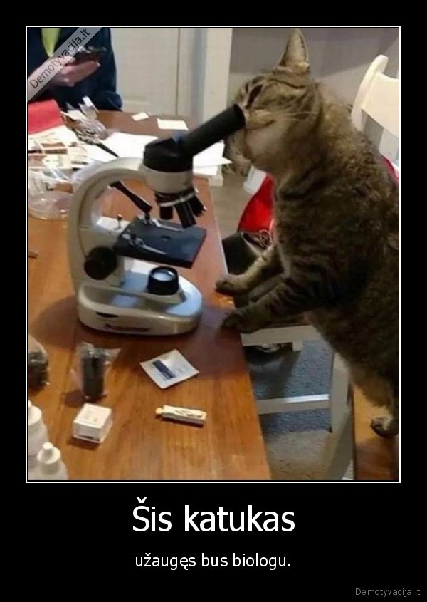 katinas,kate,mikroskopas,mokslas