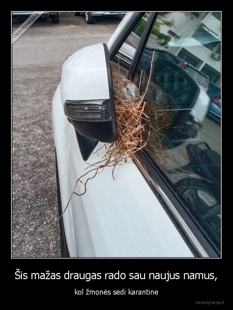 karantinas,paukstis,masina