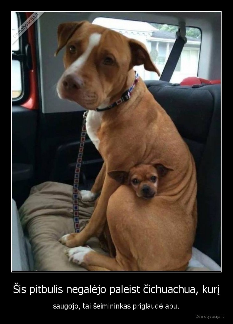 pitbulis,chichuachua,suo,sunys