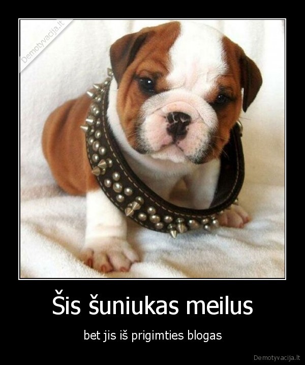 Šis šuniukas meilus